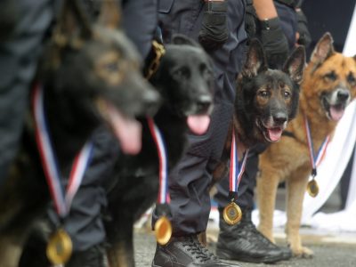 Dogs from K9 unit received the medal from Bukit Aman CID director, Datuk Seri Wan Ahmad Najmuddin after the launching of  PDRM K9 memorial at Pusat Latihan Polis (PULAPOL) in Jalan Semarak. AZMAN GHANI / The Star